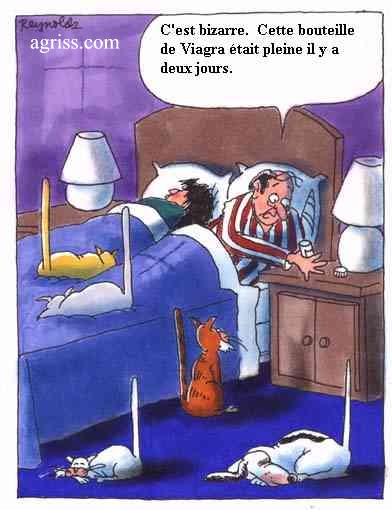 humour chat